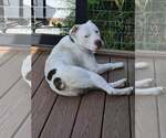 Small #1 Boxer Mix