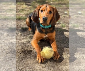 Mutt Dogs for adoption in Woodbury, NY, USA