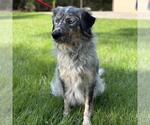 Small #3 Australian Shepherd Mix