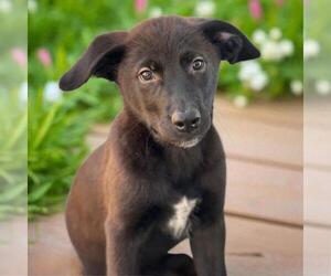 Medium Labrador Retriever Mix