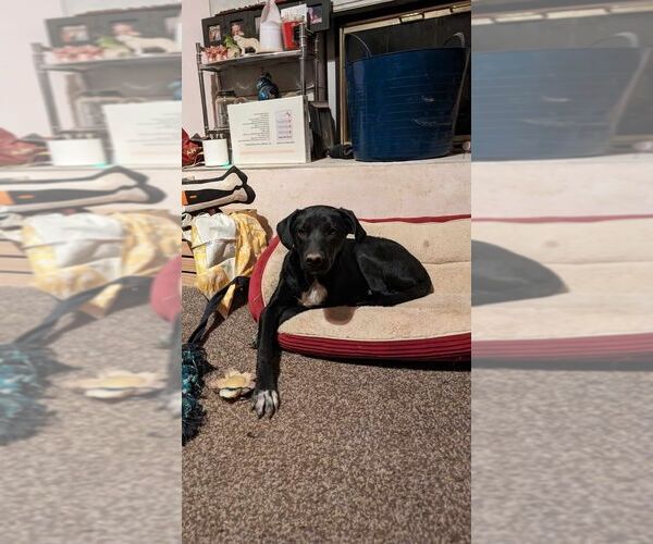 Medium Photo #8 Borador Puppy For Sale in Aurora, IN, USA