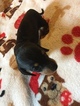 Small Photo #9 Dachshund Puppy For Sale in KINGSLAND, TX, USA