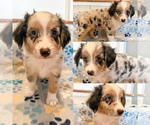 Blue Merle male - Male Miniature Australian Shepherd Puppy for Sale - Photo #3