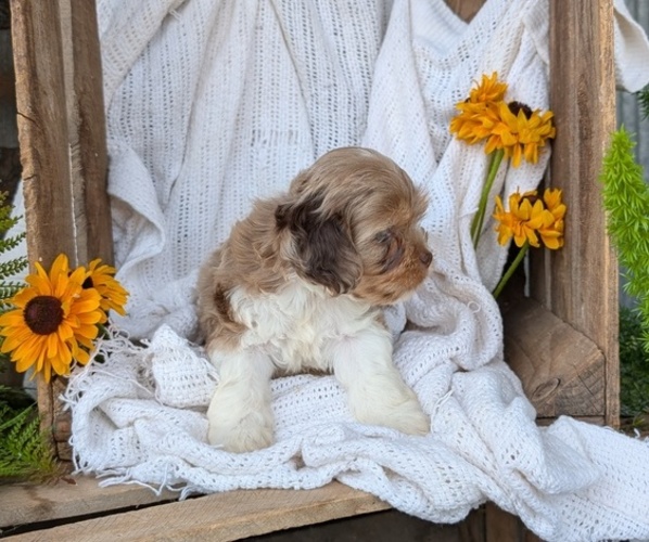 Medium Photo #3 Cock-A-Poo Puppy For Sale in GOSHEN, IN, USA