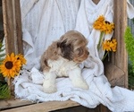 Small Photo #78 Cock-A-Poo Puppy For Sale in GOSHEN, IN, USA