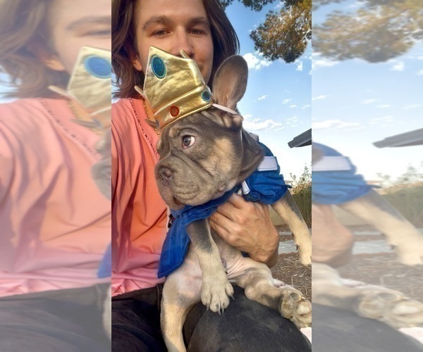 Medium Photo #28 French Bulldog Puppy For Sale in HENRYETTA, OK, USA