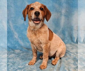 Coonhound-English Coonhound Mix Dogs for adoption in New York, NY, USA