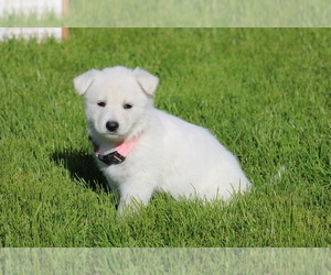 Medium Swiss Shepherd