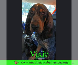 Mutt Dogs for adoption in Pensacola, FL, USA