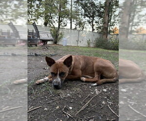Daisy Leigh - Female Mutt Dog for Adoption - Photo #3