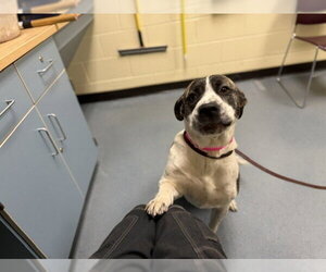 American Pit Bull Terrier-Labrador Retriever Mix Dogs for adoption in Denver, CO, USA