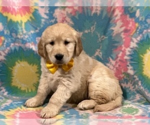Golden Retriever Puppy for sale in LANCASTER, PA, USA