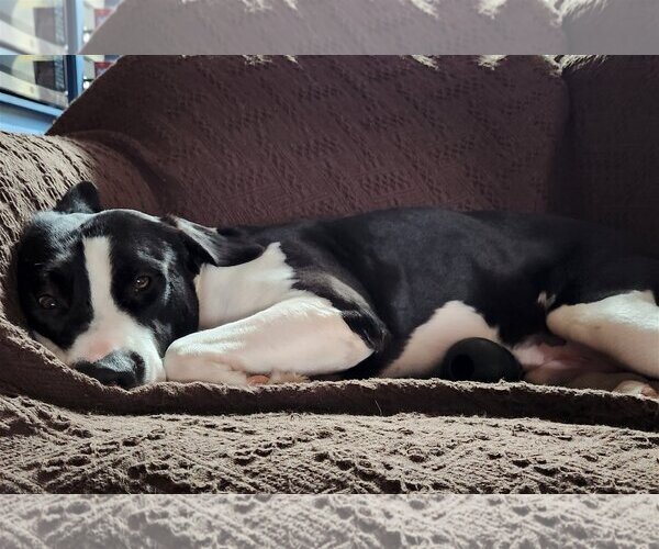 Medium Photo #3 American Pit Bull Terrier-Great Dane Mix Puppy For Sale in Oakhurst, NJ, USA