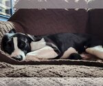 Small Photo #3 American Pit Bull Terrier-Great Dane Mix Puppy For Sale in Oakhurst, NJ, USA