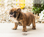 Bella - Female English Bulldog Puppy for Sale - Photo #5