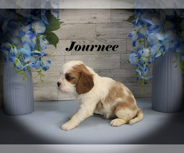 Medium Photo #11 Cavalier King Charles Spaniel Puppy For Sale in CHANUTE, KS, USA
