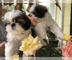 Small Photo #5 Shih Tzu Puppy For Sale in PALMETTO, FL, USA