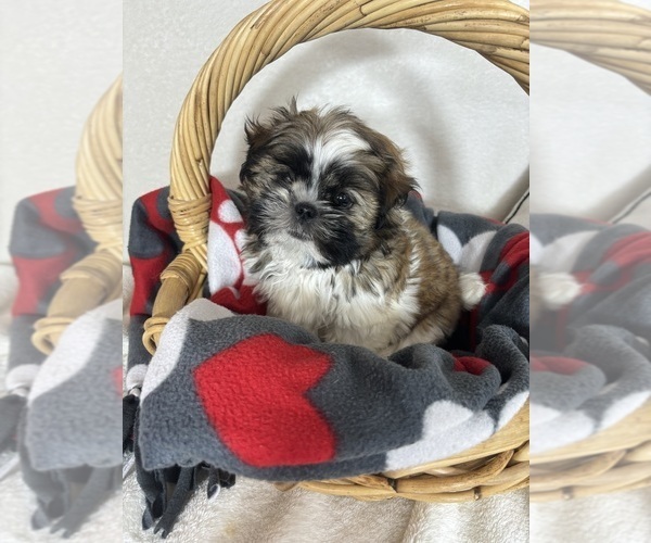 Medium Photo #1 Shih Tzu Puppy For Sale in GREENFIELD, IN, USA