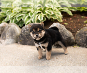 Shiba Inu Puppy for sale in MILLERSBURG, IN, USA