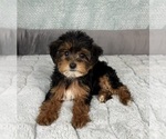 Small #3 YorkiePoo