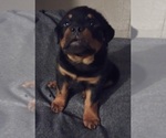 Small Photo #7 Rottweiler Puppy For Sale in AURORA, CO, USA