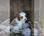 Small Photo #13 Cavapoo mix (+ Poodle Miniature) Puppy For Sale in GREENWOOD, WI, USA
