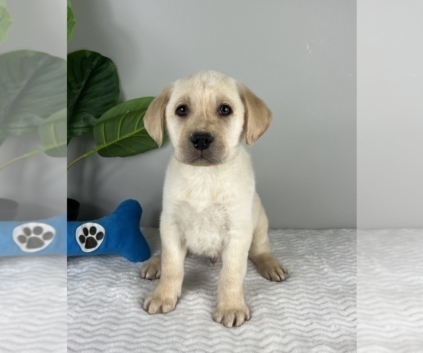 Medium Photo #3 Labrador Retriever Puppy For Sale in FRANKLIN, IN, USA