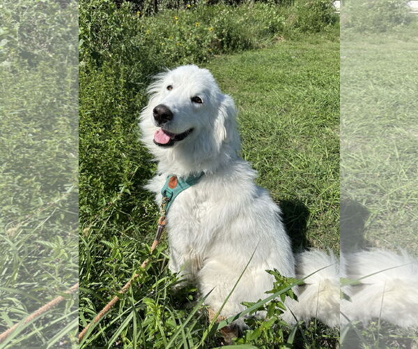 Medium Photo #9 Great Pyrenees Puppy For Sale in Spring, TX, USA