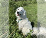 Small #8 Great Pyrenees