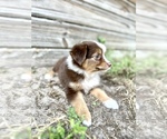 Luna - Female Australian Shepherd Puppy for Sale - Photo #2