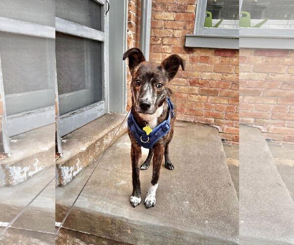 Medium Photo #25 Labrador Retriever-Unknown Mix Puppy For Sale in Sandy, UT, USA