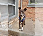 Small #24 Labrador Retriever Mix