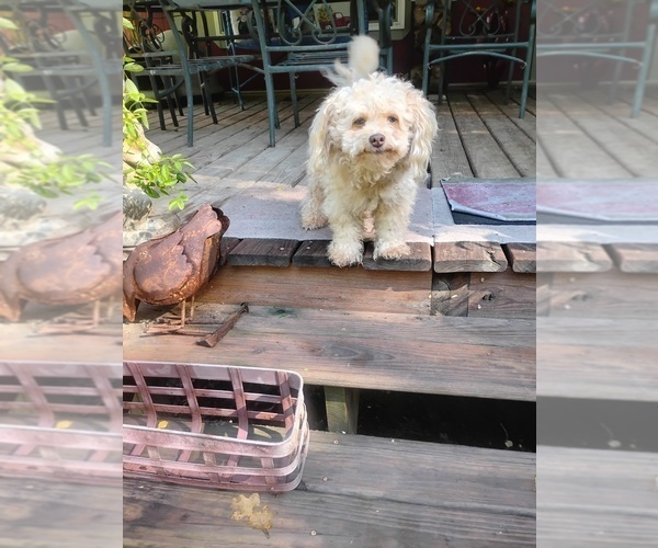 Medium Photo #5 Poodle (Toy)-Pug Mix Puppy For Sale in NEW WAVERLY, TX, USA