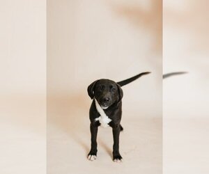 Labrador Retriever-Unknown Mix Dogs for adoption in Thief River Falls, MN, USA