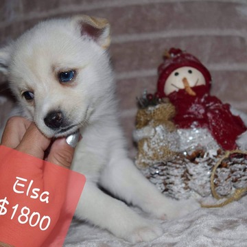 Medium Photo #8 Pomsky Puppy For Sale in MANKATO, MN, USA