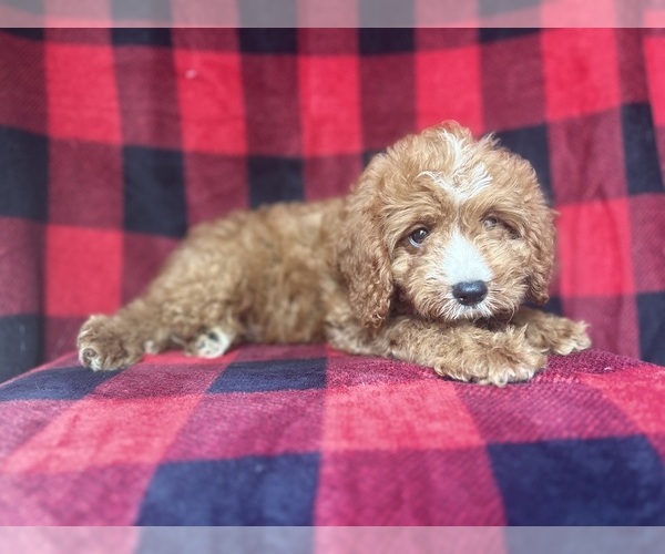 Medium Photo #3 Cavapoo Puppy For Sale in LAKELAND, FL, USA
