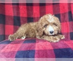 Small #2 Cavapoo