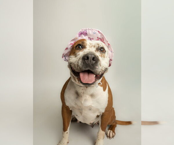 Medium Photo #1 Mutt Puppy For Sale in Rowlett, TX, USA