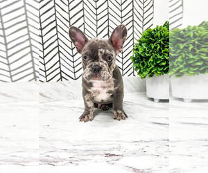 French Bulldog Puppy for sale in MILLERSBURG, OH, USA