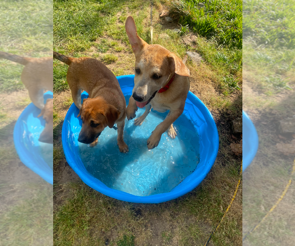 Medium Photo #12 Retriever -Unknown Mix Puppy For Sale in Holly Springs, NC, USA