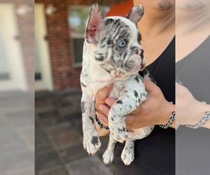 French Bulldog Puppy for Sale in PEARLAND, Texas USA