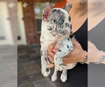 Small Photo #1 French Bulldog Puppy For Sale in PEARLAND, TX, USA