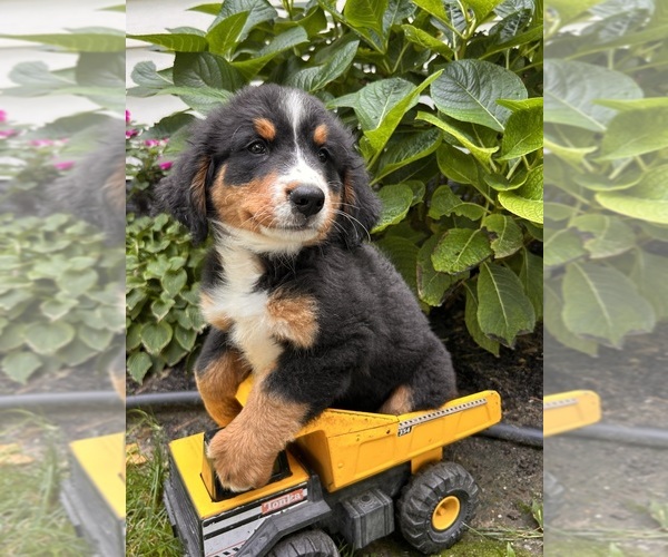 Medium Photo #5 Bernese Mountain Dog Puppy For Sale in MIDDLEBURY, IN, USA