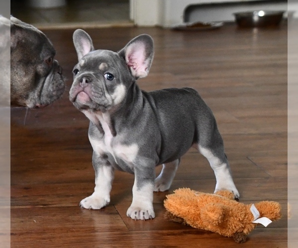 Medium Photo #1 French Bulldog Puppy For Sale in WILTON, CT, USA
