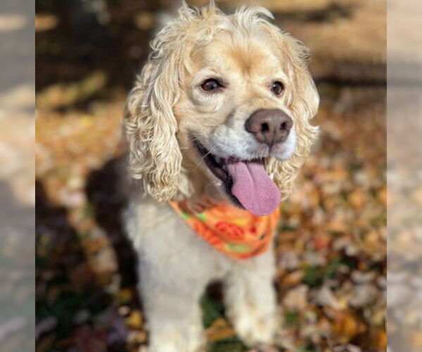 Medium Photo #4 Cocker Spaniel Puppy For Sale in Arlington, VA, USA