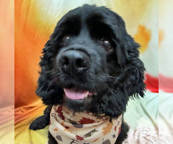 Medium Photo #5 Cocker Spaniel Puppy For Sale in Arlington, VA, USA