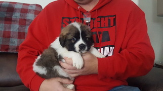 Newfoundland-Saint Bernard Mix Puppy for sale in BERESFORD, SD, USA