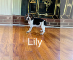 Puppy Lily Beagle