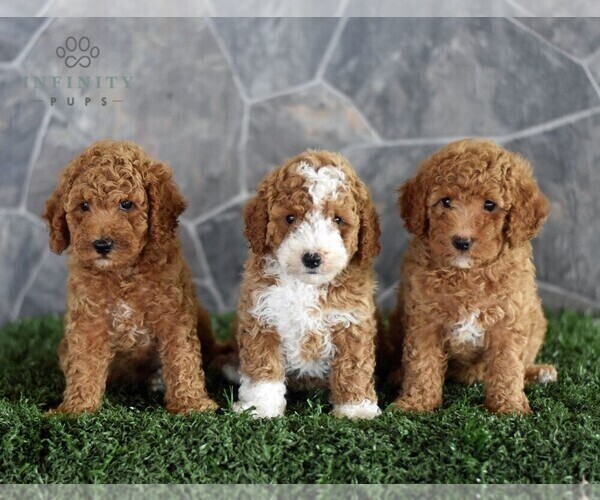 Medium Photo #2 Poodle (Miniature) Puppy For Sale in MILL HALL, PA, USA