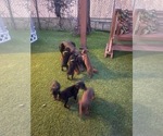 Small #33 Doberman Pinscher